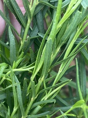 Acalypha depressinerva