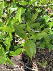 Camellia sinensis