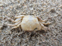 Hemigrapsus crenulatus