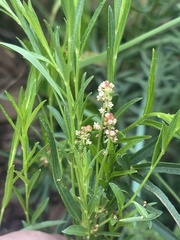 Acalypha depressinerva