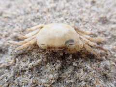 Hemigrapsus crenulatus