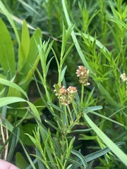Acalypha depressinerva