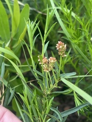 Acalypha depressinerva