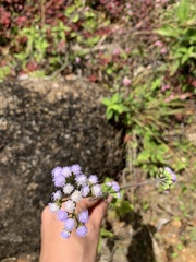 Ageratum conyzoides