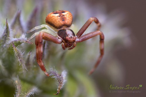 Northern ground crab spider