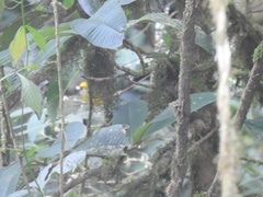 Tangara icterocephala