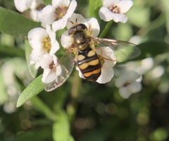 Eupeodes latifasciatus