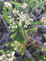 Helichrysum teretifolium