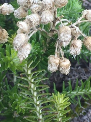 Helichrysum teretifolium