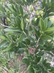 Strychnos madagascariensis