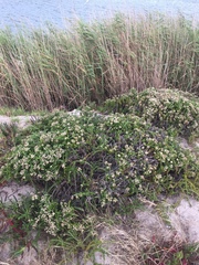 Helichrysum teretifolium