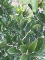 Strychnos madagascariensis