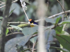 Euphonia anneae