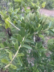 Strychnos madagascariensis