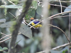 Euphonia anneae