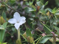 Barleria
