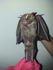 Artibeus lituratus