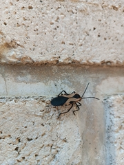 Sephina vinula