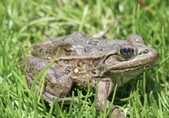 Lithobates yavapaiensis
