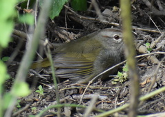 Arremonops rufivirgatus