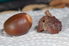 Callirhytis glandulus