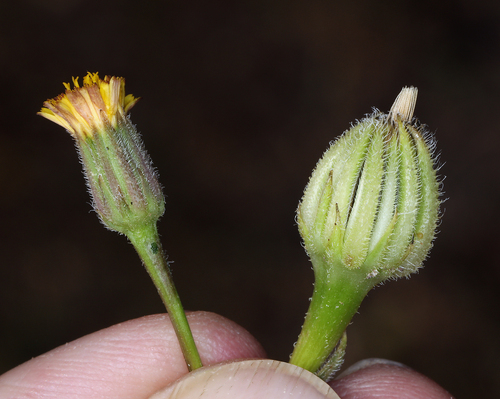 iNaturalist observation photo of Cretanweed