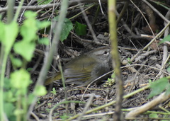 Arremonops rufivirgatus