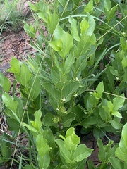 Vangueria venosa