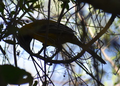 Icterus gularis × graduacauda