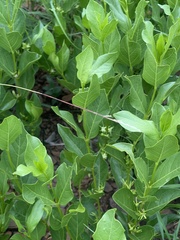 Vangueria venosa