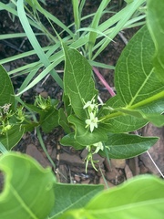 Vangueria venosa