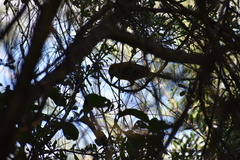 Icterus gularis × graduacauda