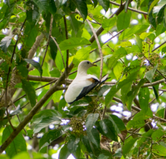 Ducula spilorrhoa