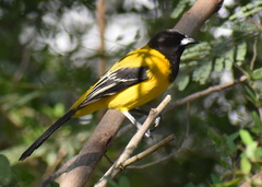 Icterus graduacauda