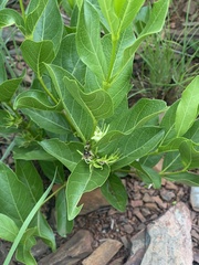 Vangueria venosa