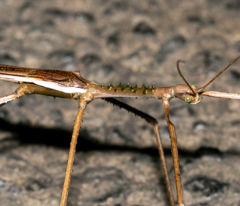 Acrophylla wuelfingi