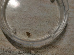 Myrmecophilidae