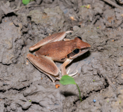 Pelodryadidae