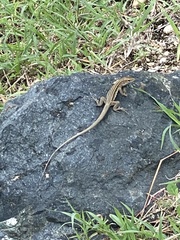 Pholidoscelis exsul