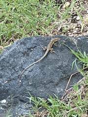 Pholidoscelis exsul