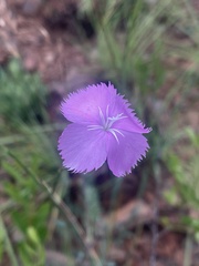 Dianthus zeyheri
