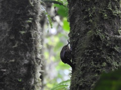 Premnoplex brunnescens