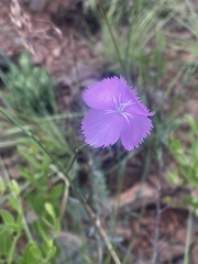 Dianthus zeyheri