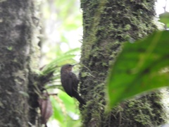 Premnoplex brunnescens