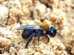 Melandrena