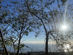 Fraxinus dipetala