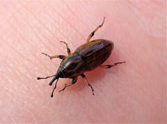 Sphenophorus brunnipennis
