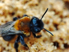 Melandrena