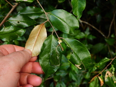 Elaeagnus triflora