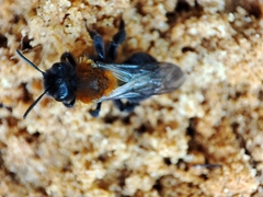 Melandrena